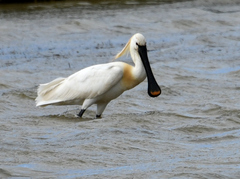 Platalea leucorodia