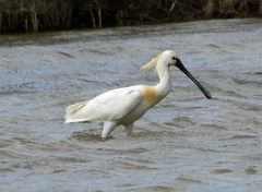 Platalea leucorodia