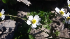 Ranunculus aconitifolius