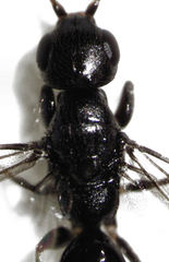 Eupsenella insulana