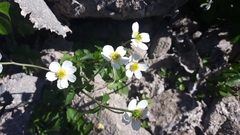 Ranunculus aconitifolius
