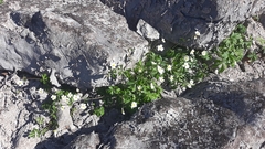 Ranunculus aconitifolius
