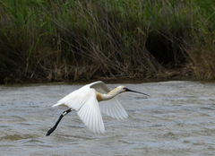 Platalea leucorodia