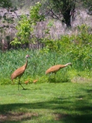 Antigone canadensis