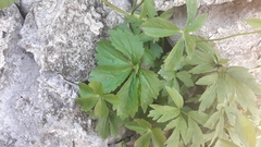 Ranunculus aconitifolius