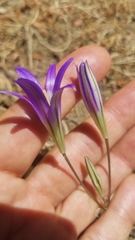 Brodiaea elegans