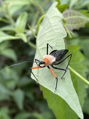 Rhynocoris nitidulus