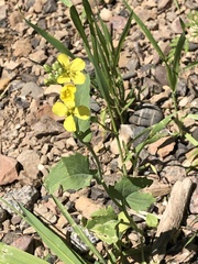 Brassica rapa