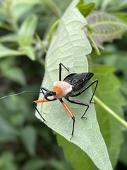 Rhynocoris nitidulus