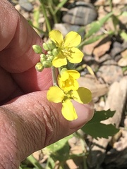 Brassica rapa