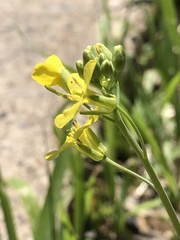 Brassica rapa