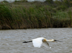 Platalea leucorodia