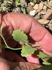 Brassica rapa