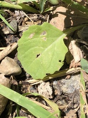 Brassica rapa