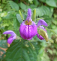 Brillantaisia