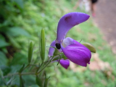 Brillantaisia