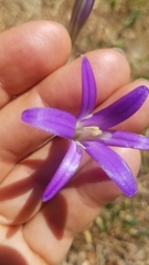 Brodiaea elegans