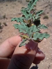 Acleisanthes
