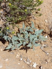 Acleisanthes
