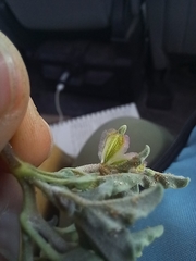 Acleisanthes