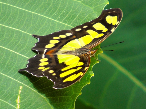 Photo of Malachite (Siproeta stelenes)