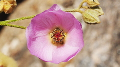 Sphaeralcea ambigua rosacea