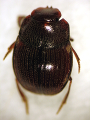 Saphobius lepidus