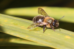 Andrena scotica