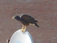 Parabuteo unicinctus