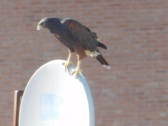 Parabuteo unicinctus