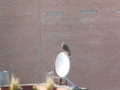 Parabuteo unicinctus