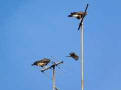 Parabuteo unicinctus