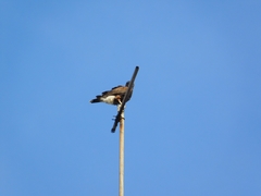 Parabuteo unicinctus