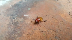 Coleoptera