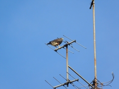 Parabuteo unicinctus