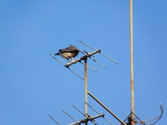 Parabuteo unicinctus