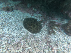 Urobatis tumbesensis