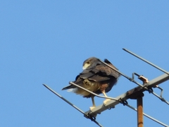 Parabuteo unicinctus