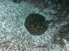 Urobatis tumbesensis