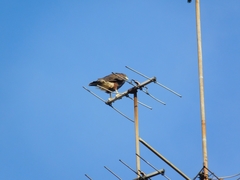 Parabuteo unicinctus