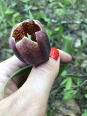 Fritillaria latifolia