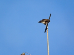 Parabuteo unicinctus