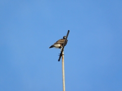 Parabuteo unicinctus
