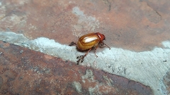 Coleoptera