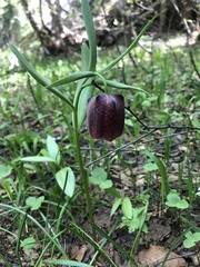 Fritillaria latifolia