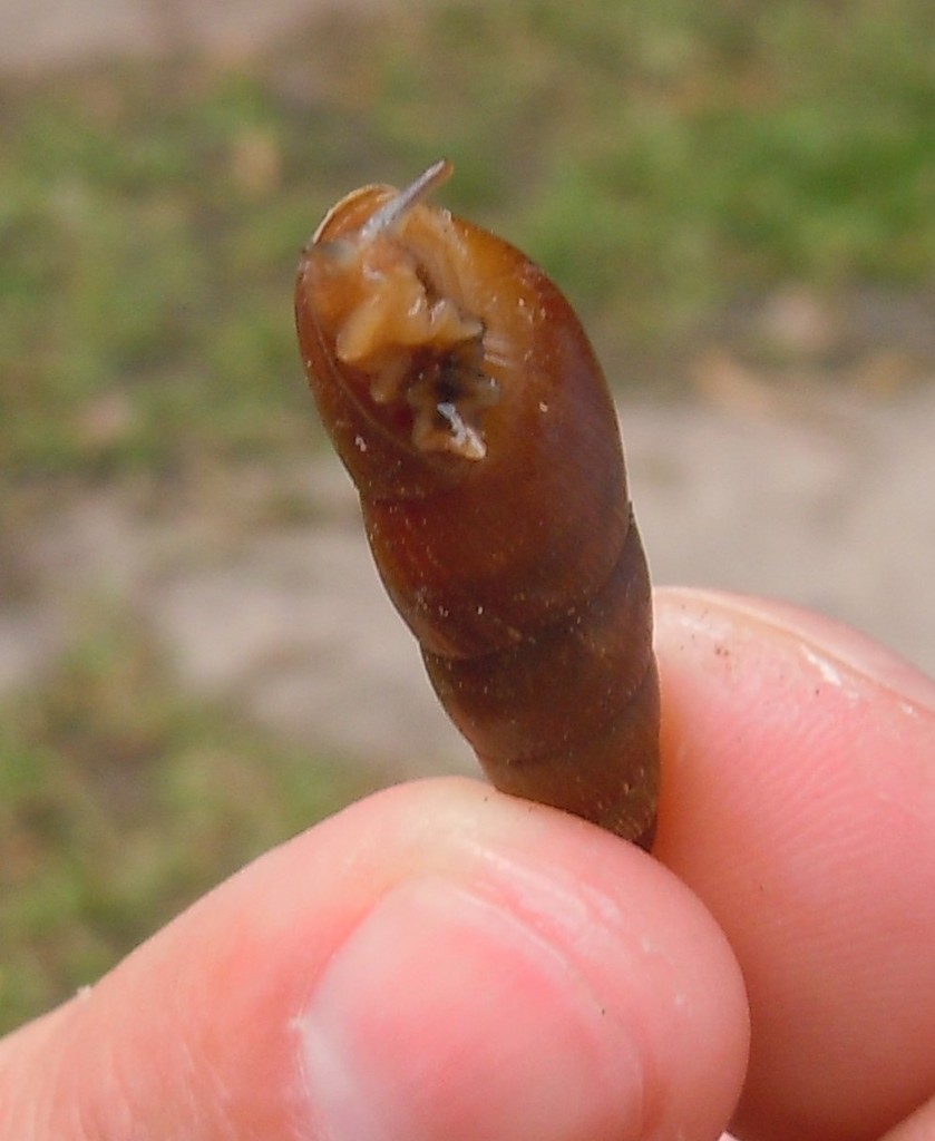 Petriolinae