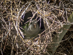 Myiopsitta monachus