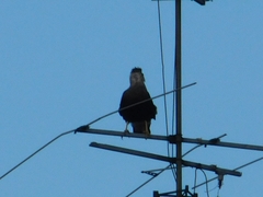 Caracara plancus