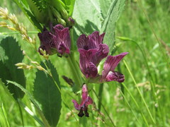 Vicia serratifolia