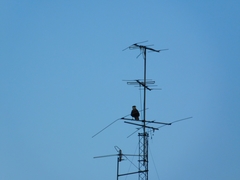 Caracara plancus